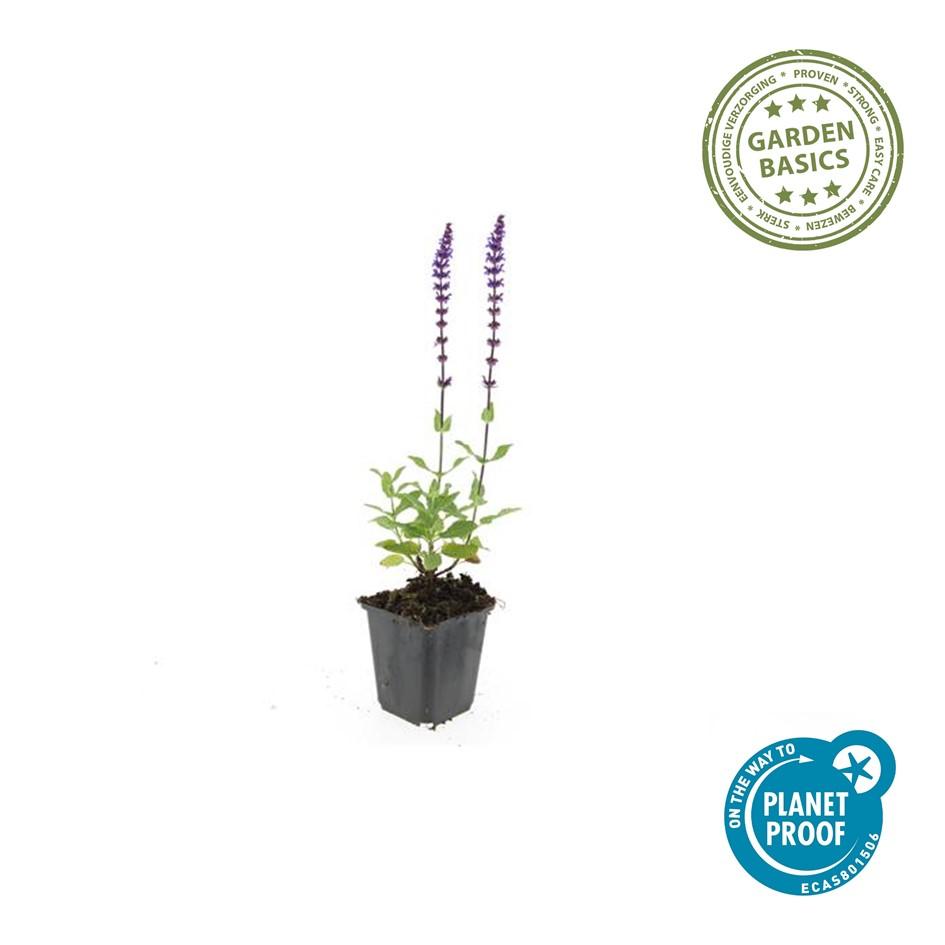 Salvia nemorosa ‘Caradonna’ (Steppen-Salbei)