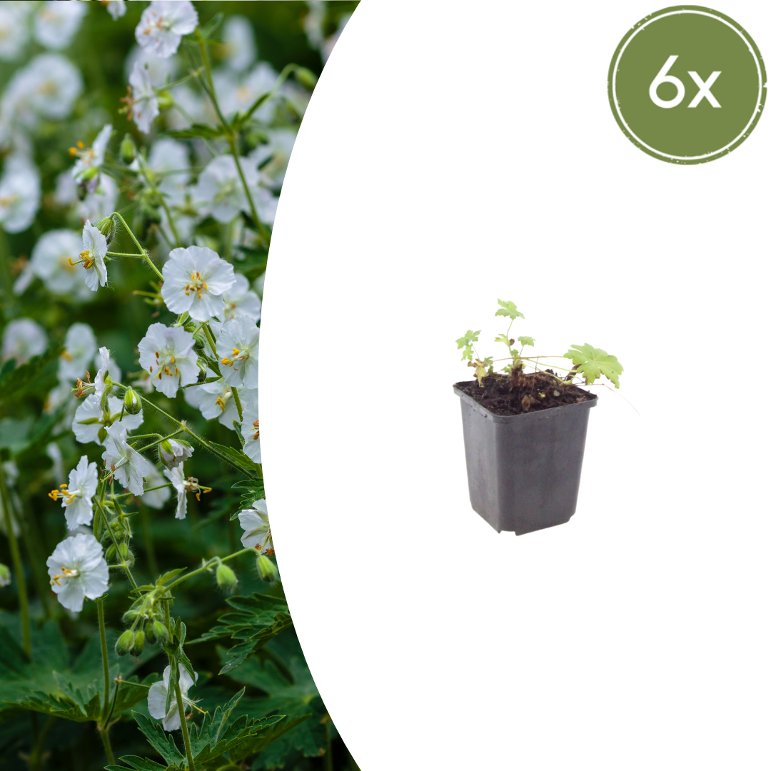 Geranium macrorrhizum ‘White Ness’ (Duft-Storchschnabel)