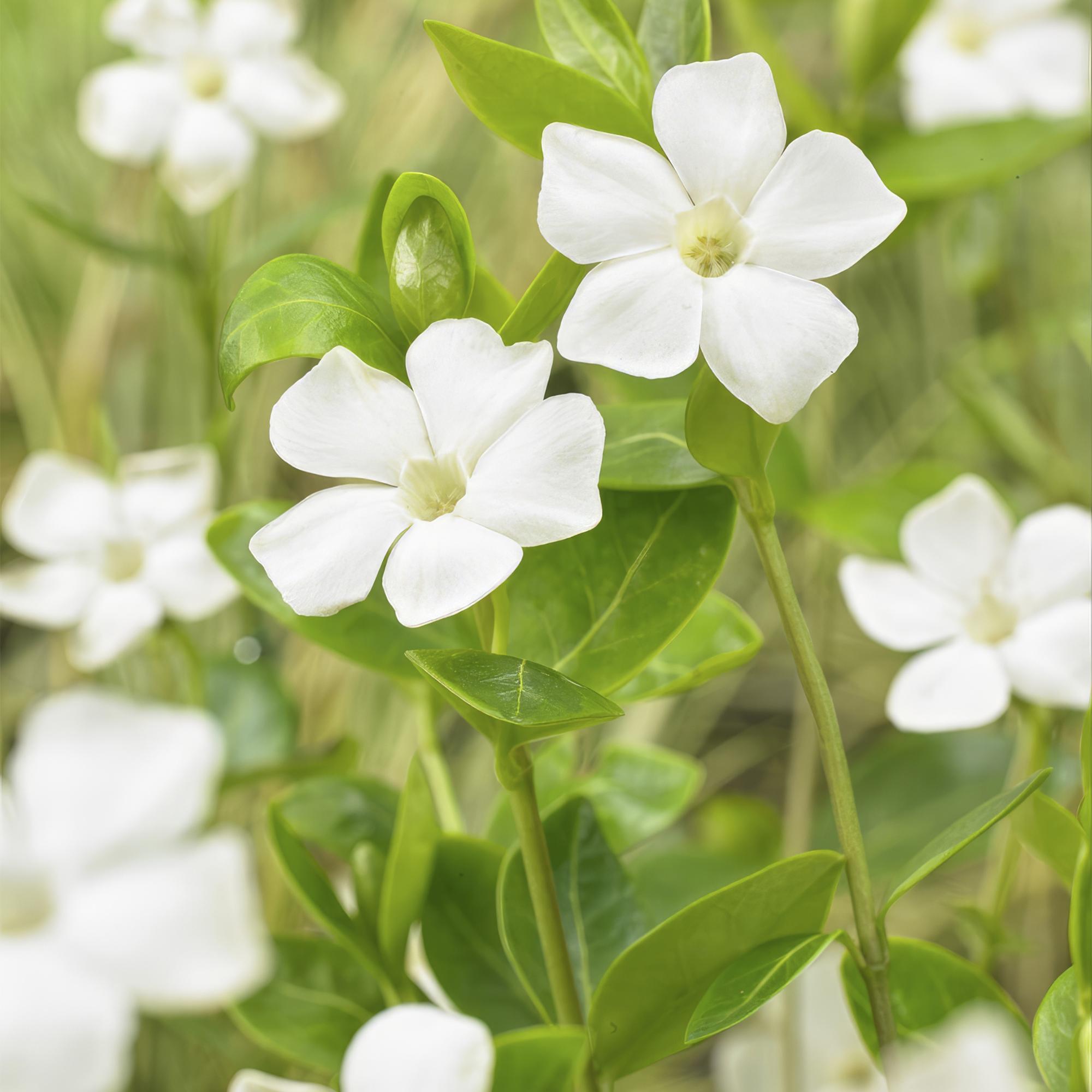 Kleines Immergrün ‘Alba’ (Vinca minor)