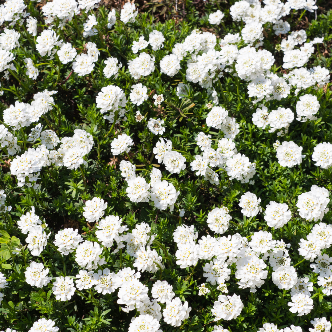 Iberis sempervirens ‘Schneeflocke’ (Schleifenblume)