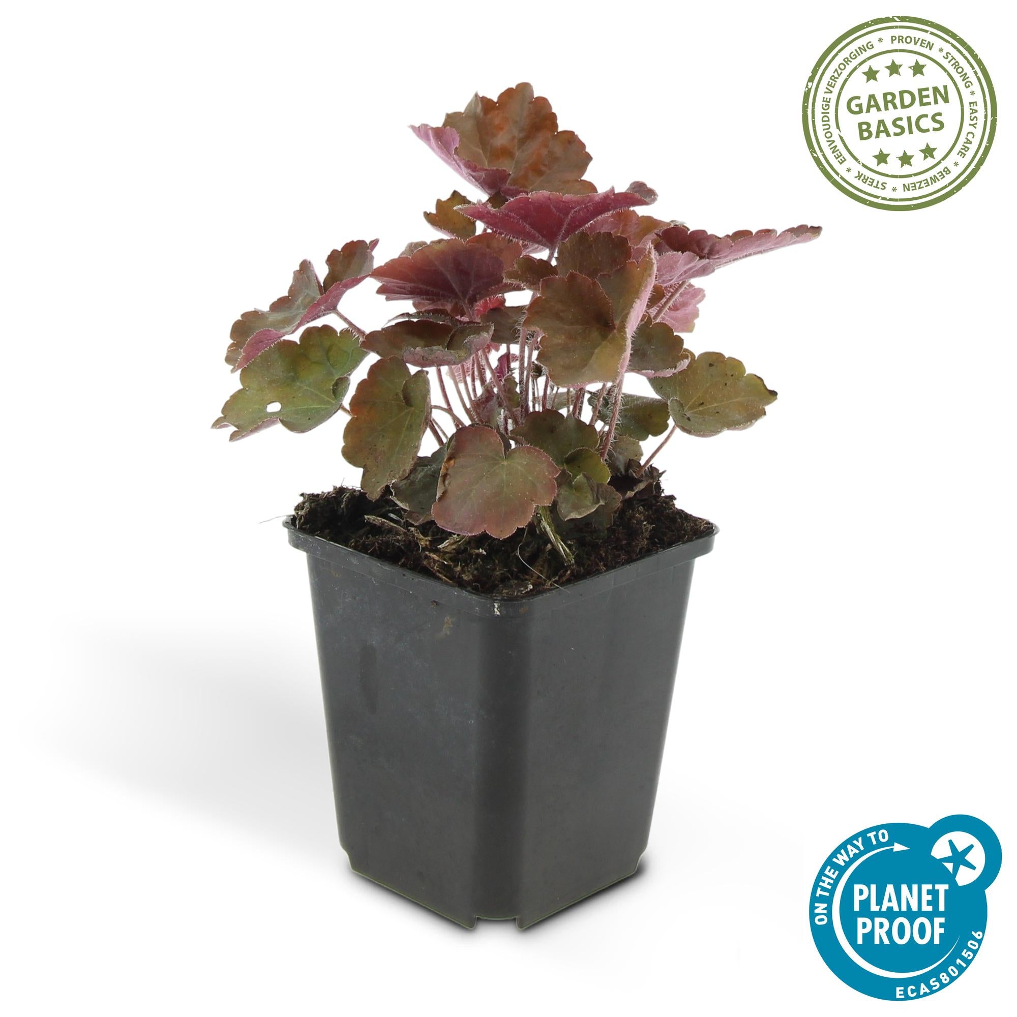 Purpurglöckchen ‘Palace Purple’ (Heuchera micrantha)