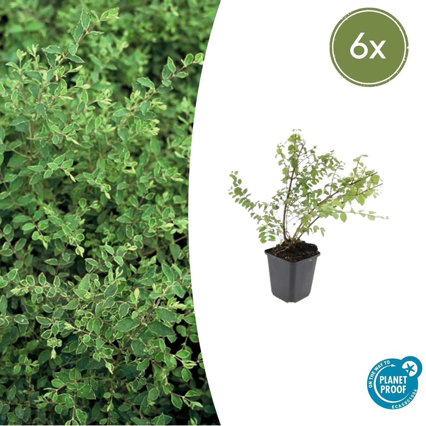 Symphoricarpos chenaultii ‘Hancock’ (Kriechende Schneebeere)