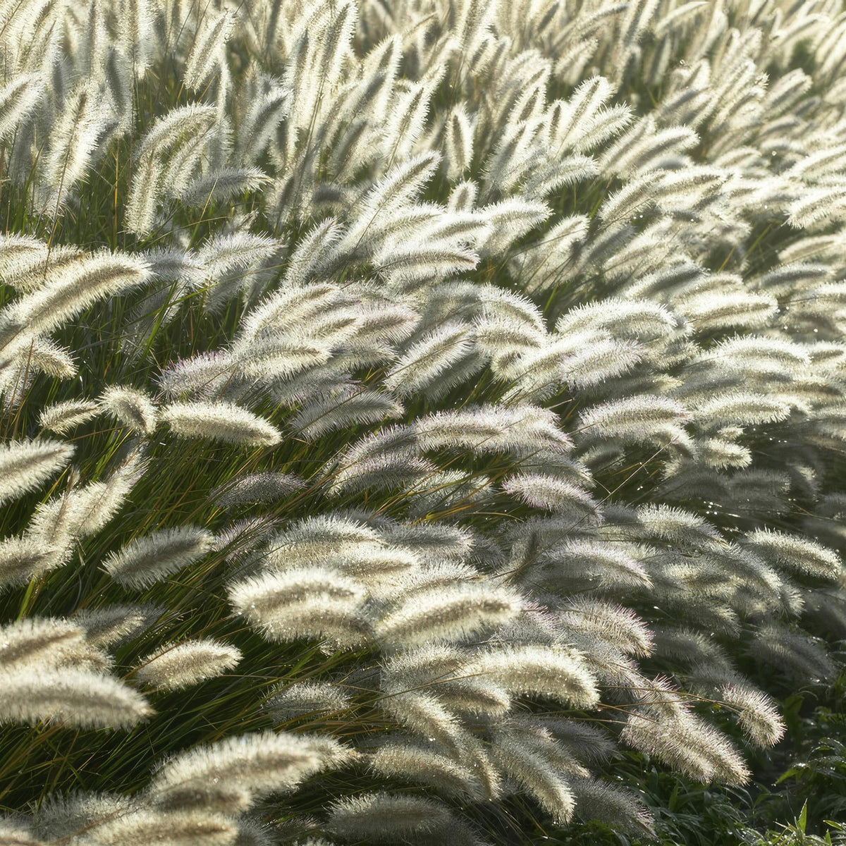 Lampenputzergras (Pennisetum alopecuroides)