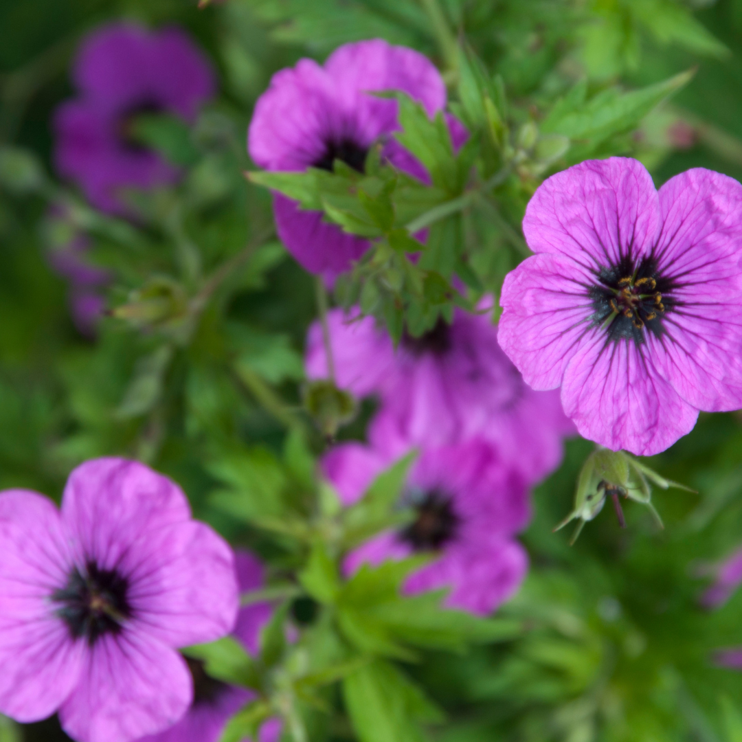 Geranium macrorrhizum 'Bevan's Variety' (Duft-Storchschnabel)