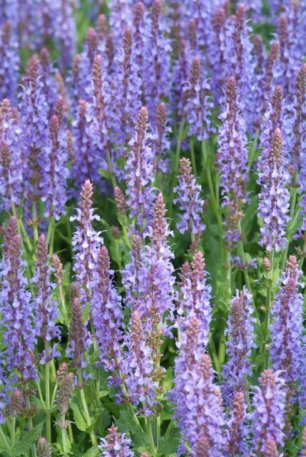 Salvia nemorosa ‘Caradonna’ (Steppen-Salbei)
