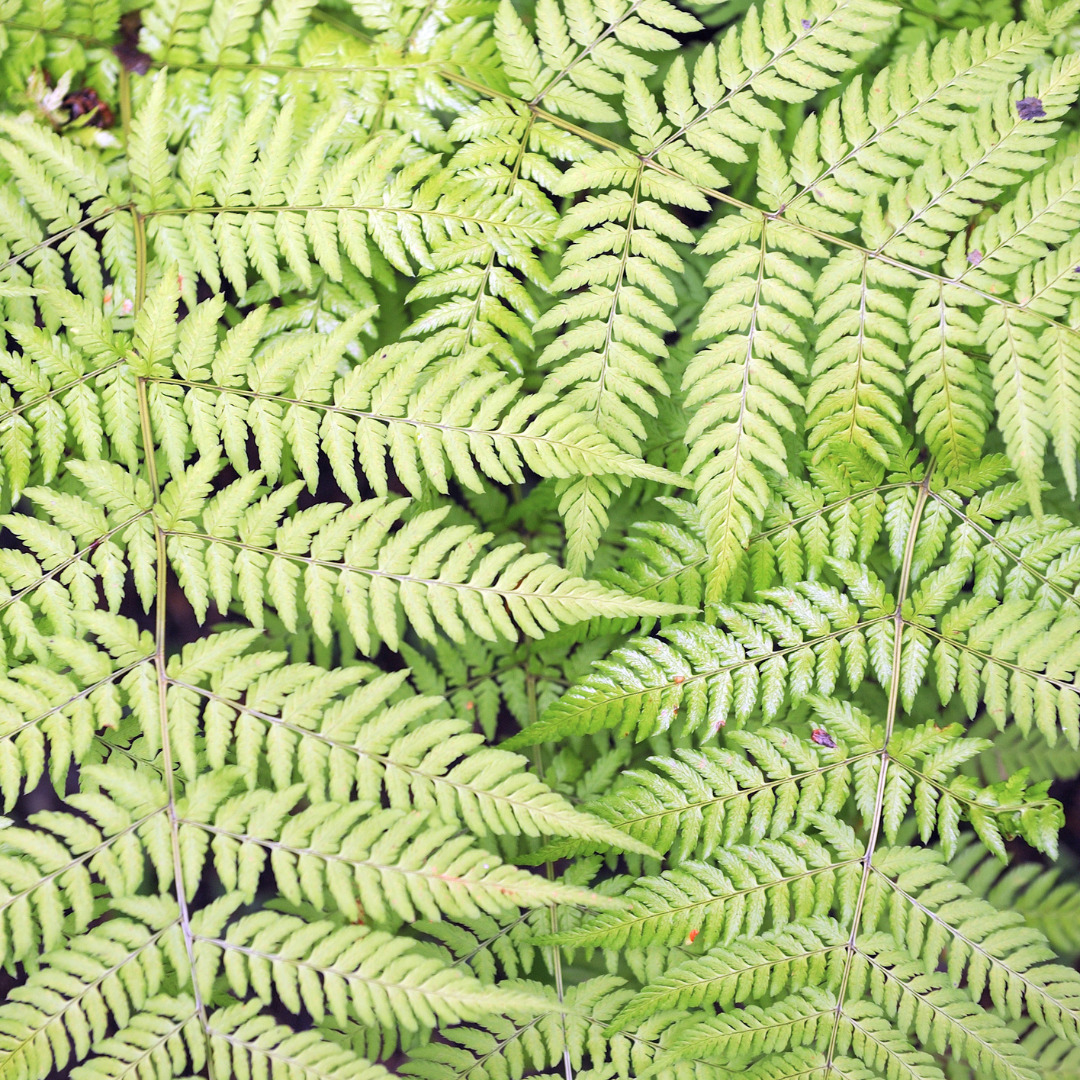 Dryopteris filix-mas (Wurmfarn)