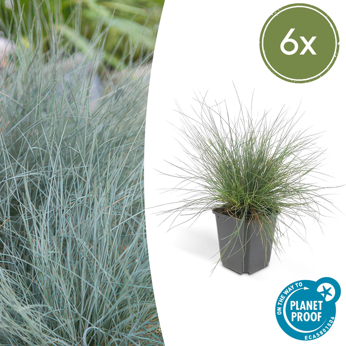Blau-Schwingel (Festuca glauca)