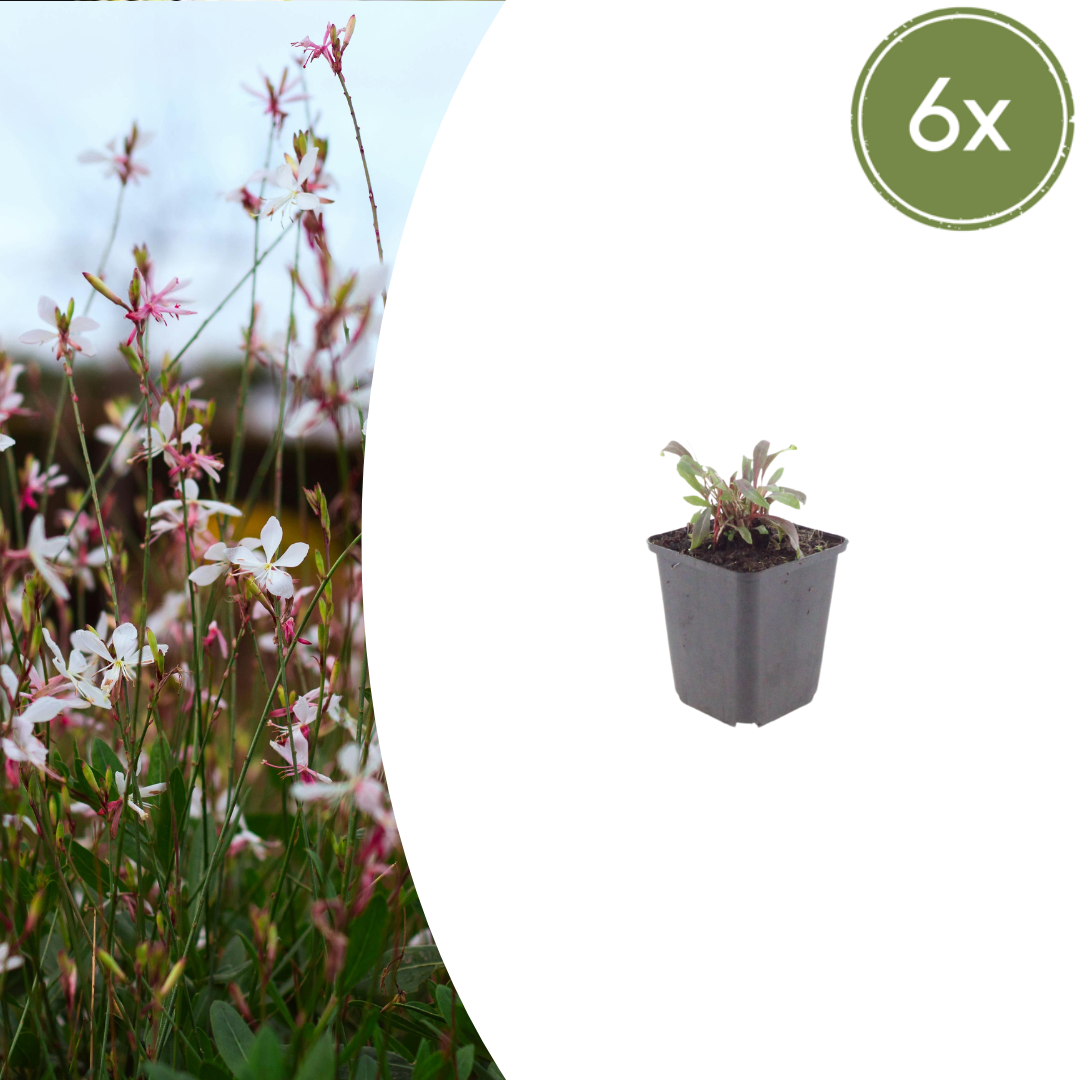 Prachtkerze ‘Siskiyou Pink’ (Gaura lindheimeri)