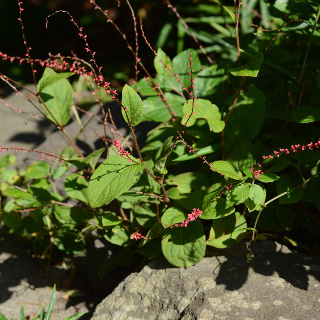 Persicaria amplexicaulis ‘Speciosa’ (Kerzen-Knöterich)