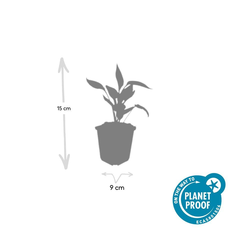 Sonnenhut ‘White Swan’ (Echinacea purpurea)