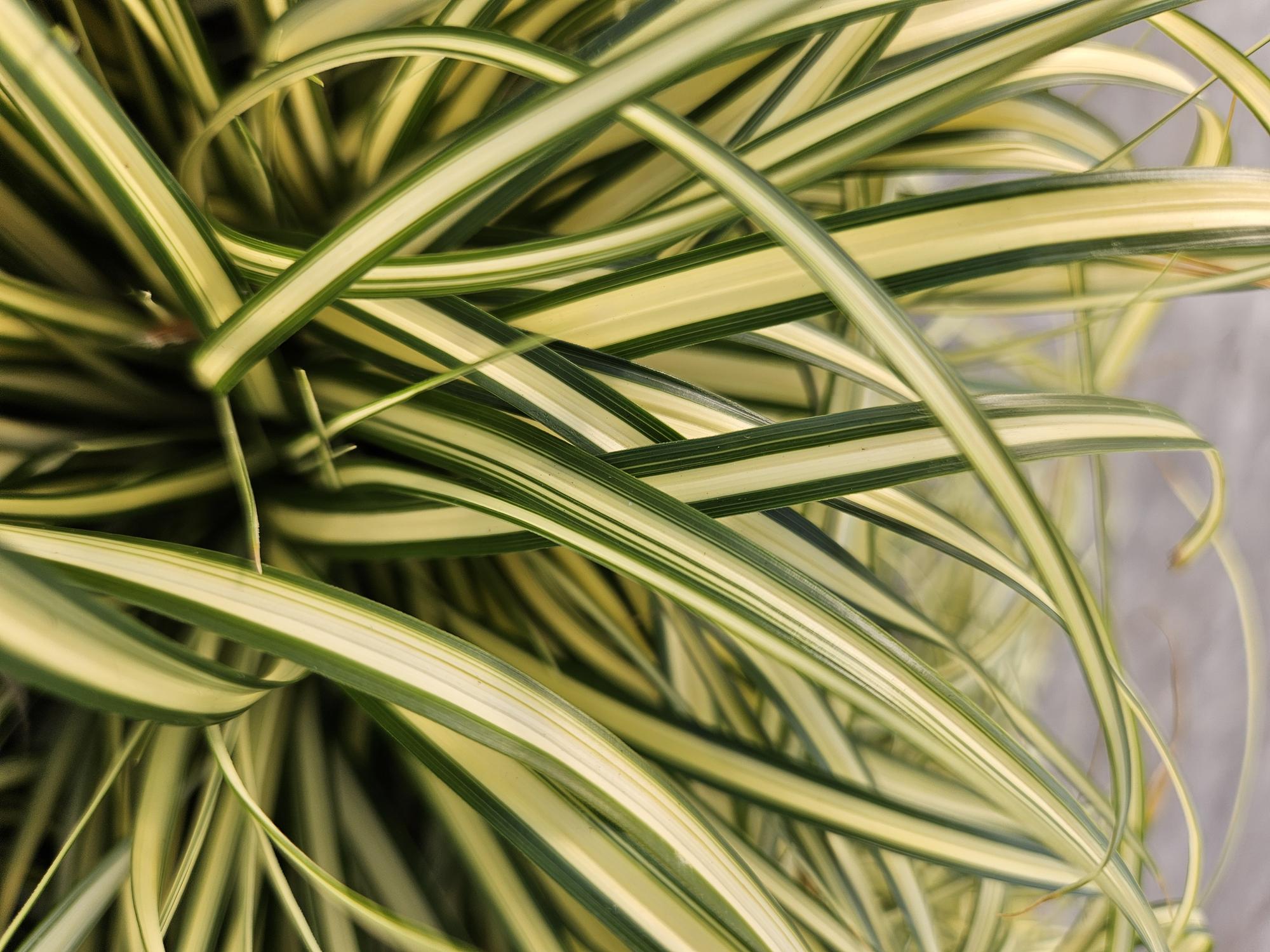 Carex oshimensis ‘Evergold’ (Japan-Segge)