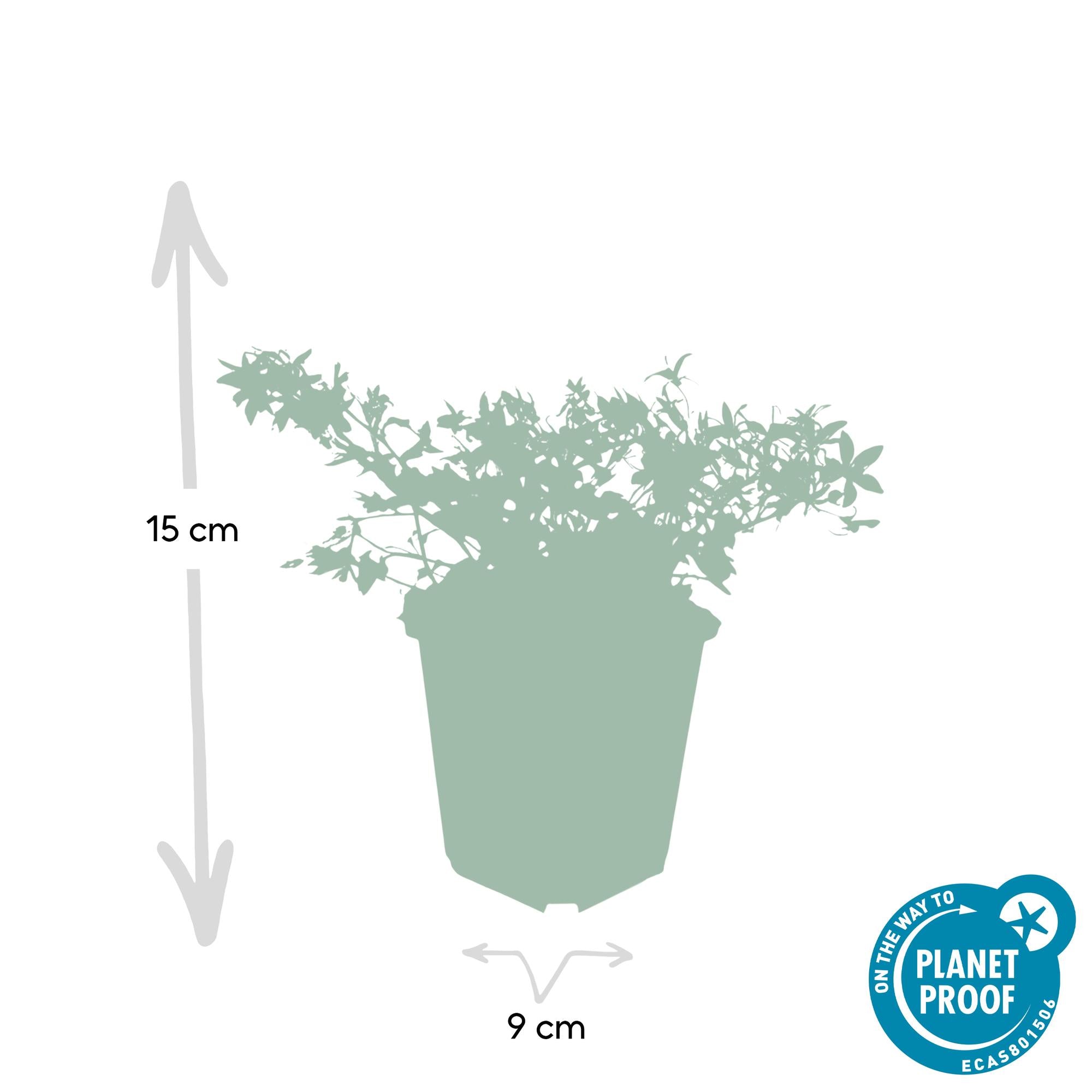 Hängepolster-Glockenblume ‘Stella’ (Campanula poscharskyana)