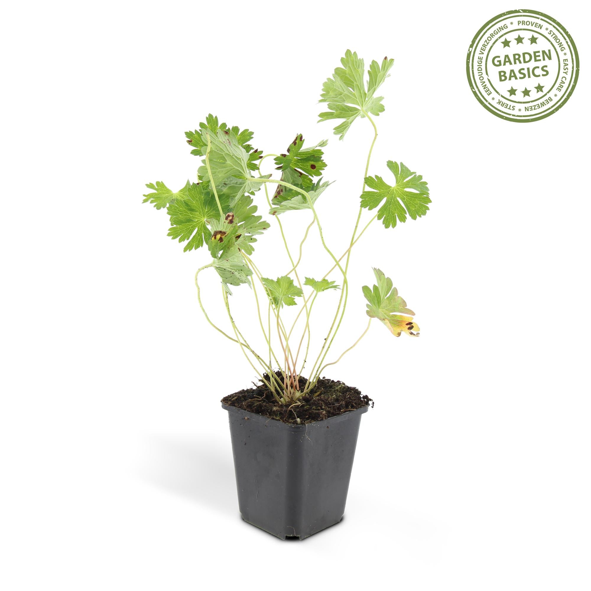 Storchschnabel ‘Rozanne’ (Geranium)