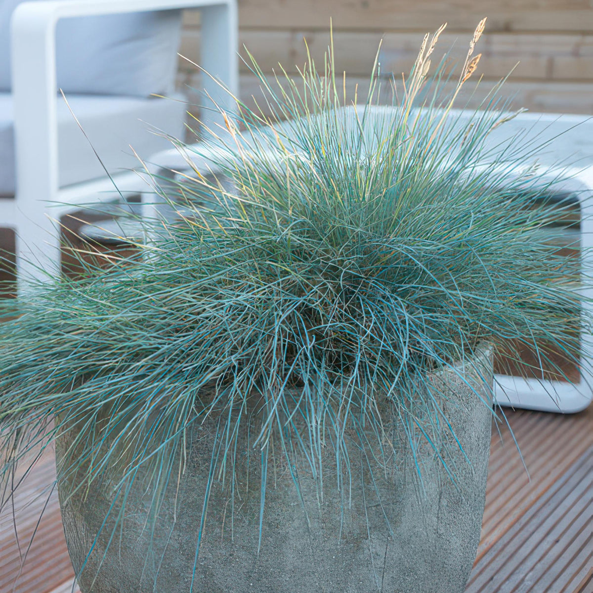 Blau-Schwingel (Festuca glauca)