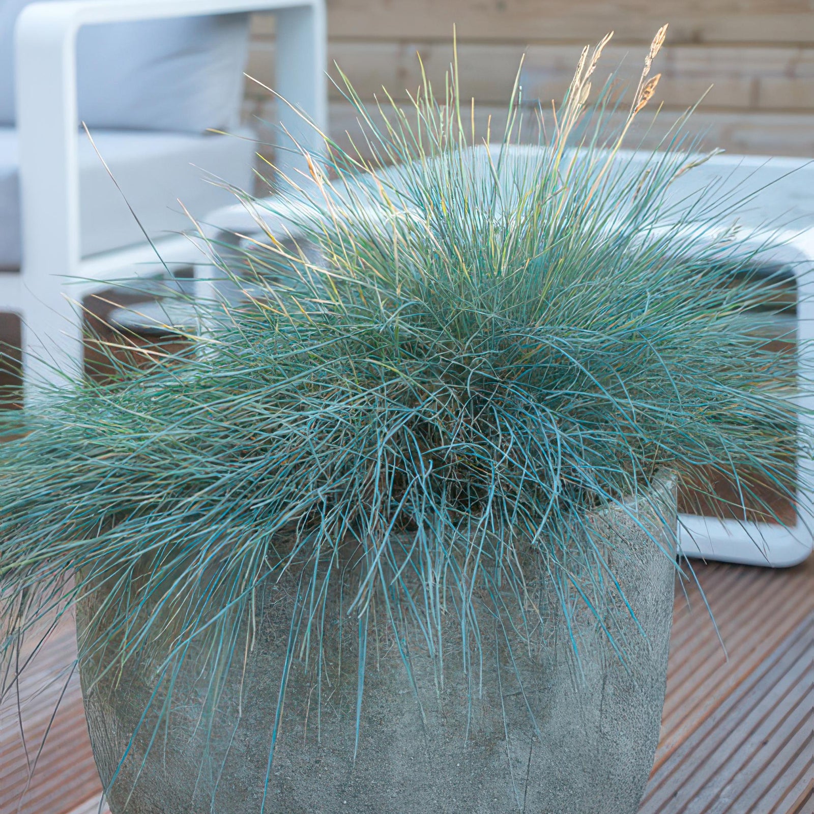 Blau-Schwingel (Festuca glauca)