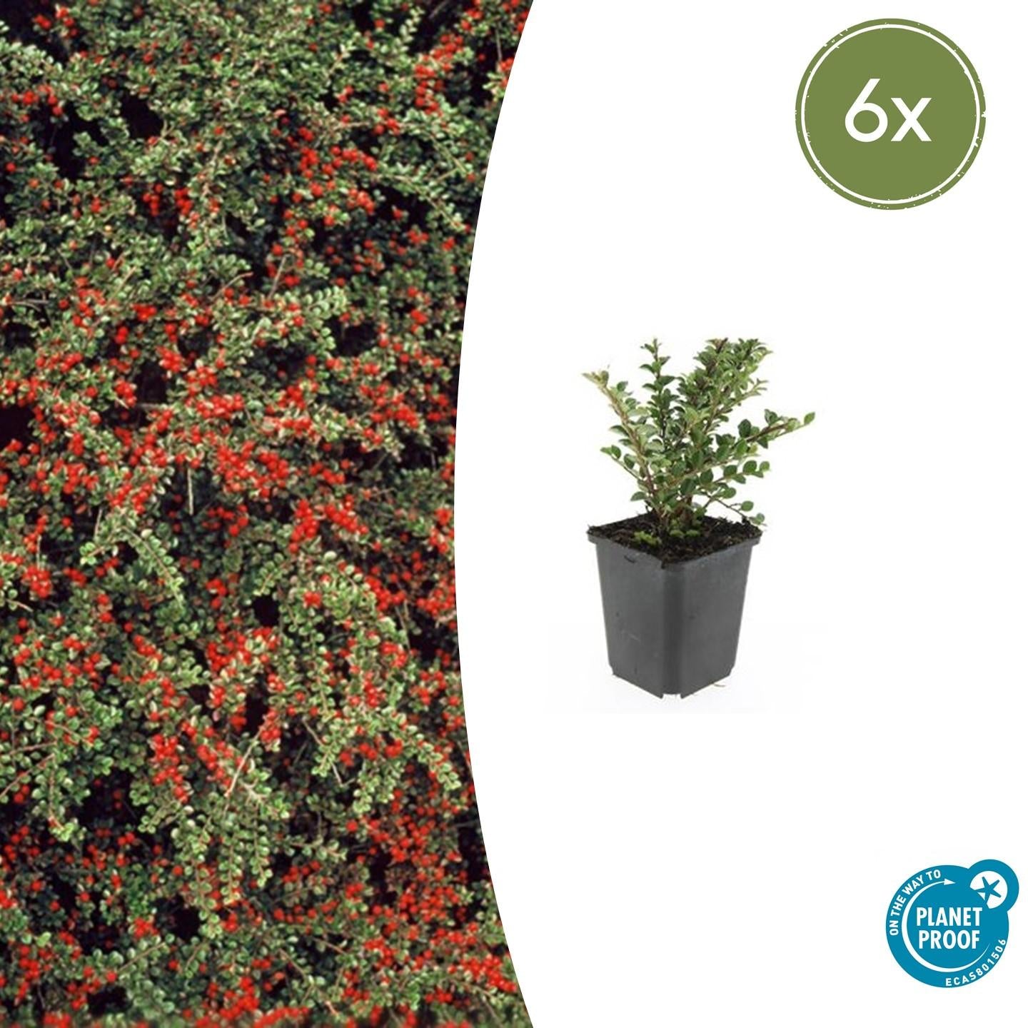 Fächer-Zwergmispel (Cotoneaster horizontalis)