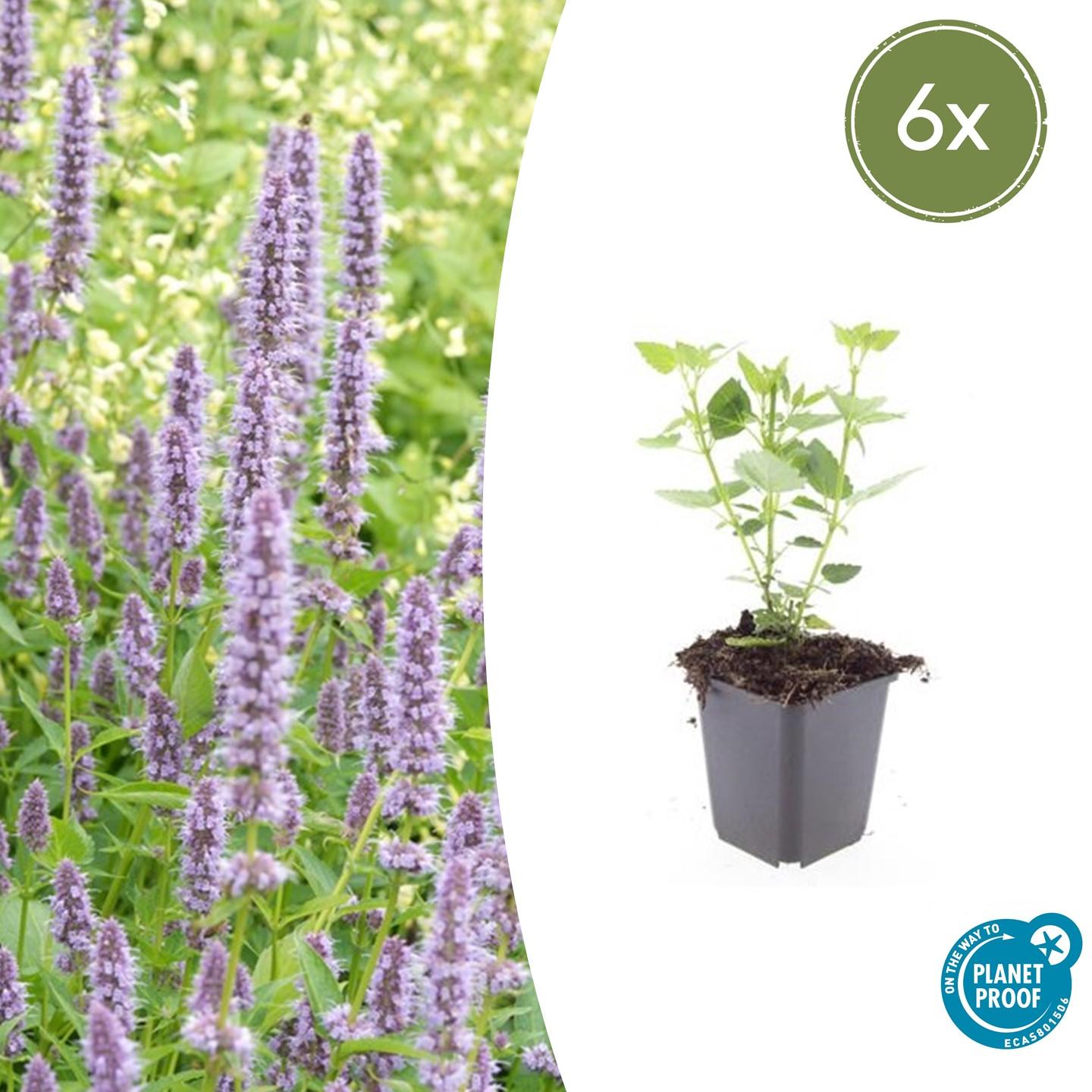 Duftnessel ‘Blue Fortune’ (Agastache)