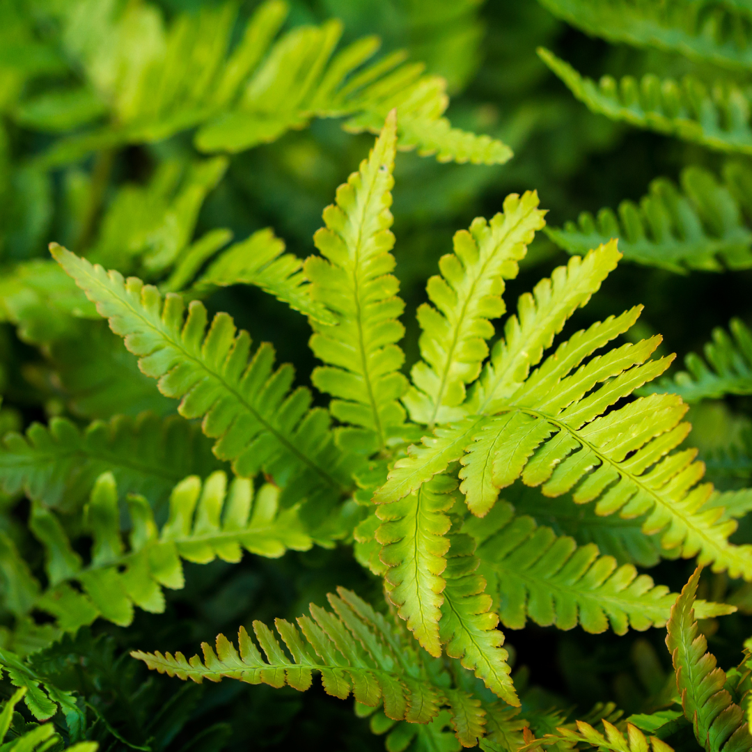 Polystichum setiferum ‘Herrenhausen’ (Weicher Schildfarn)