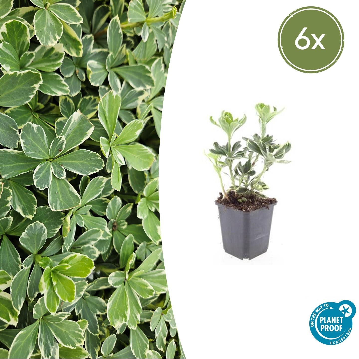 Pachysandra terminalis ‘Variegata’ (Dickmännchen)
