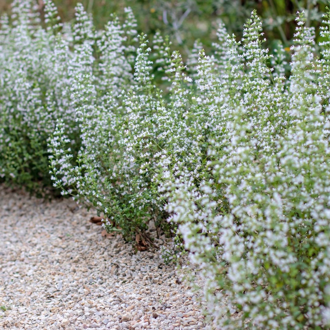 Steinquendel (Calamintha nepeta)