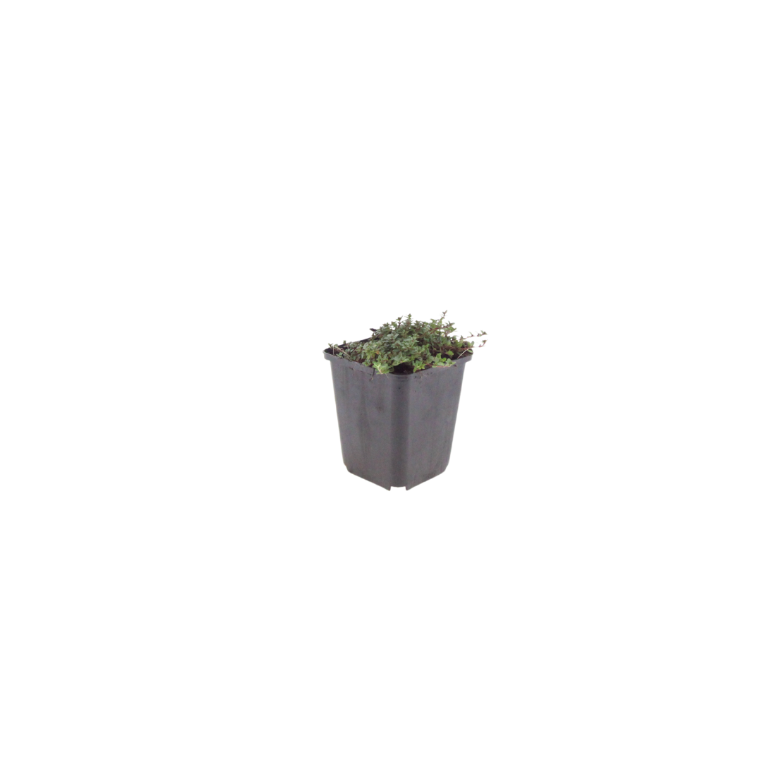 Thymus praecox 'Coccineus'