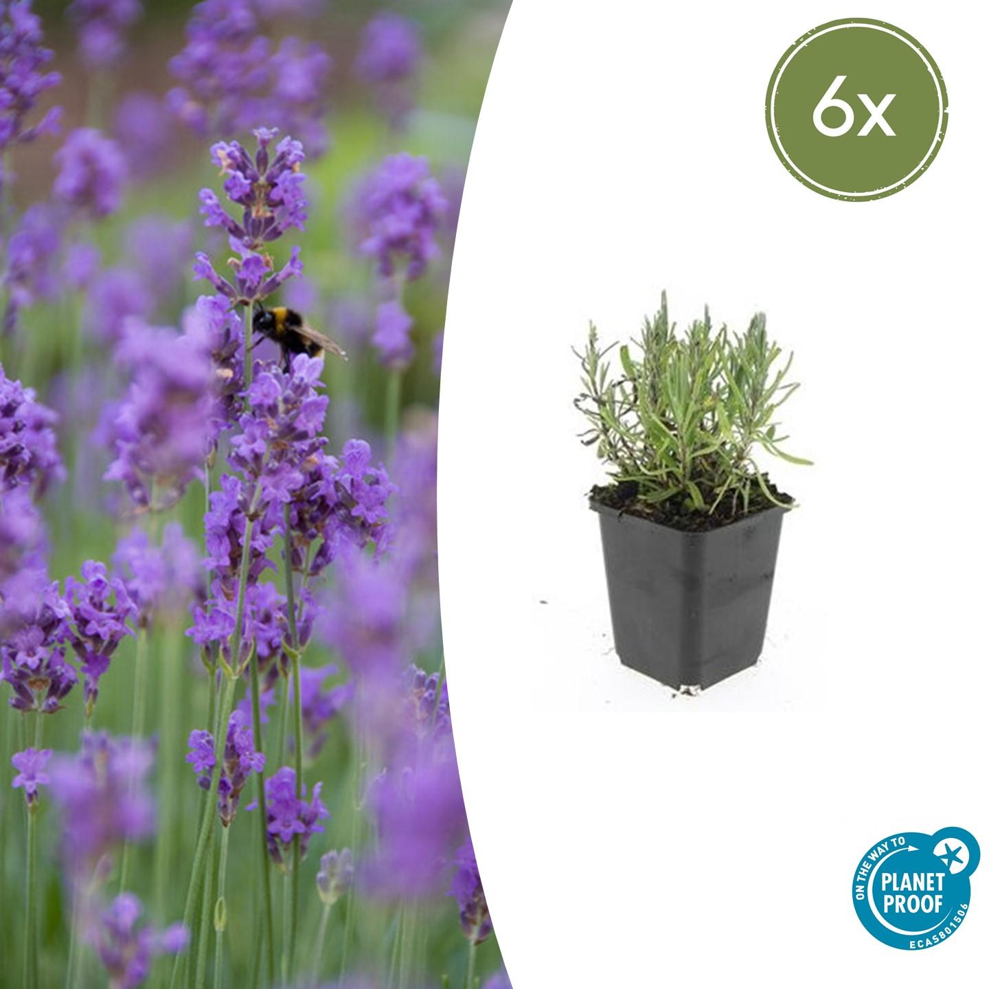 Echter Lavendel ‘Munstead’ (Lavandula angustifolia)