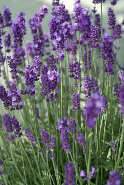 Zwerg-Lavendel ‘Dwarf Blue’ (Lavandula angustifolia)
