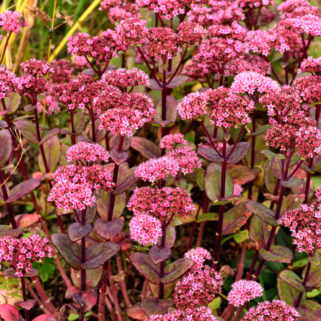 Sedum ‘Matrona’ (Fetthenne)