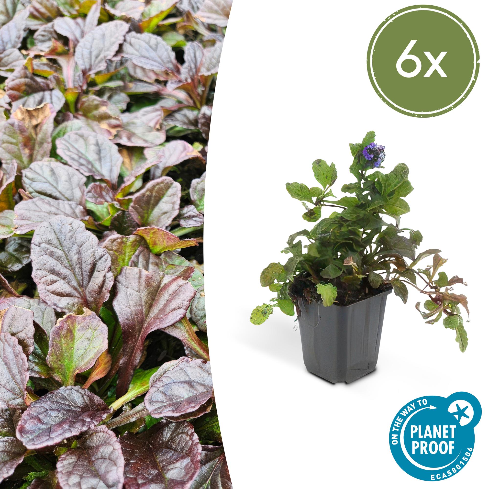 Ajuga reptans (Kriechender Günsel)
