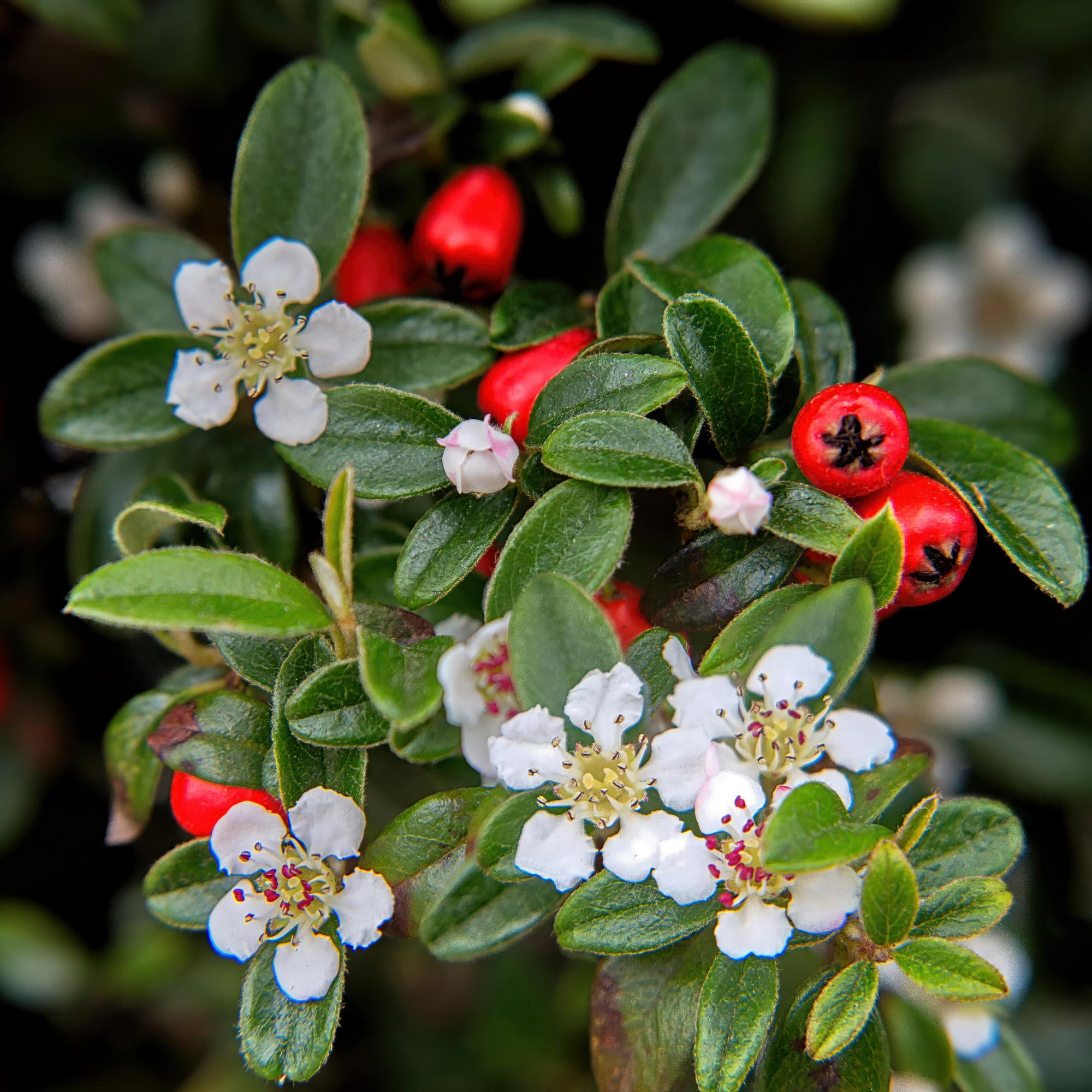 Teppich-Zwergmispel (Cotoneaster dammeri)