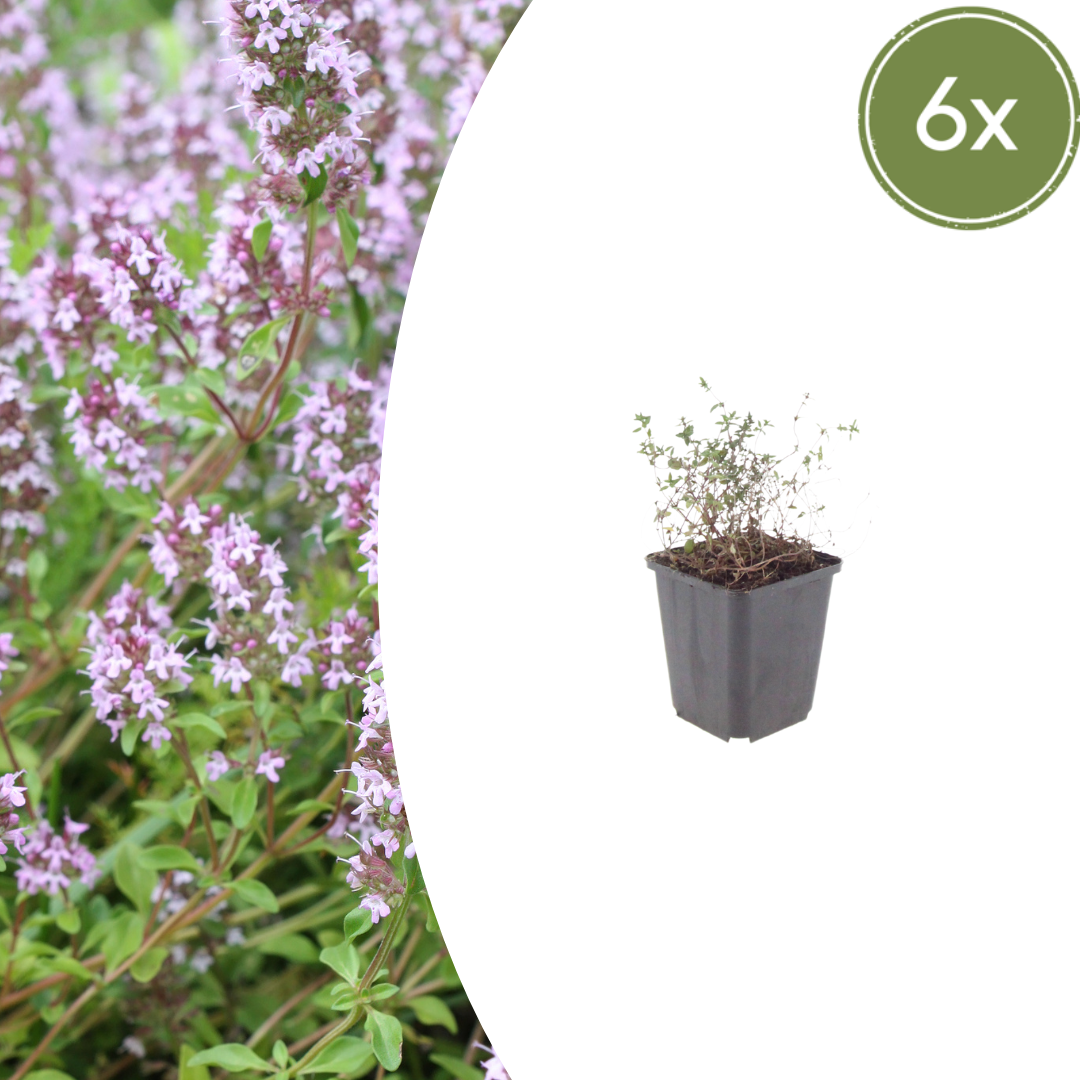Thymus vulgaris (Echter Thymian)