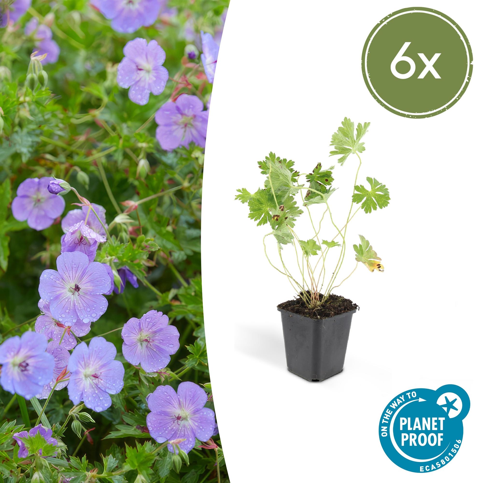Storchschnabel ‘Rozanne’ (Geranium)