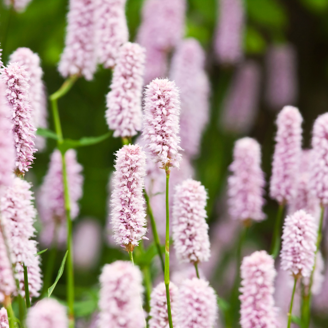 Persicaria amplexicaulis 'Alba' (Kerzenknöterich)