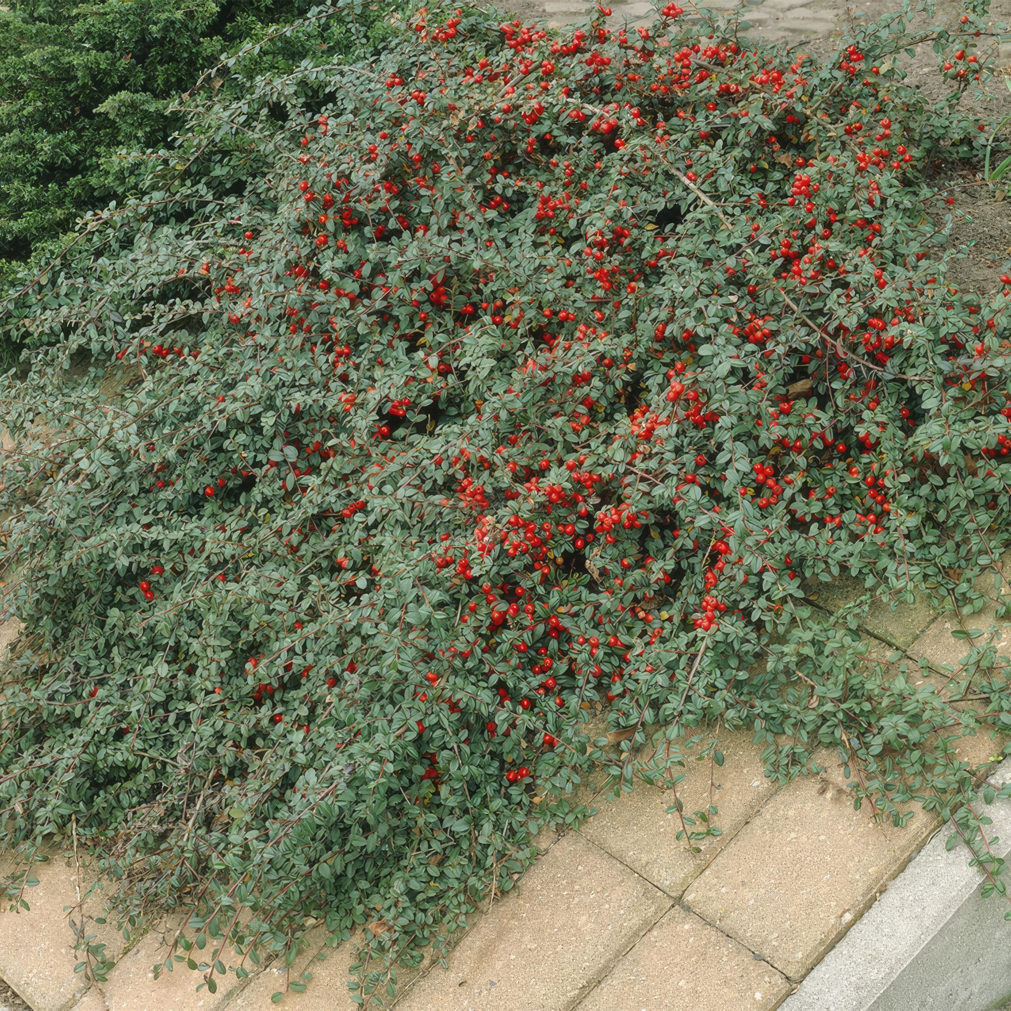 Teppich-Zwergmispel (Cotoneaster dammeri)