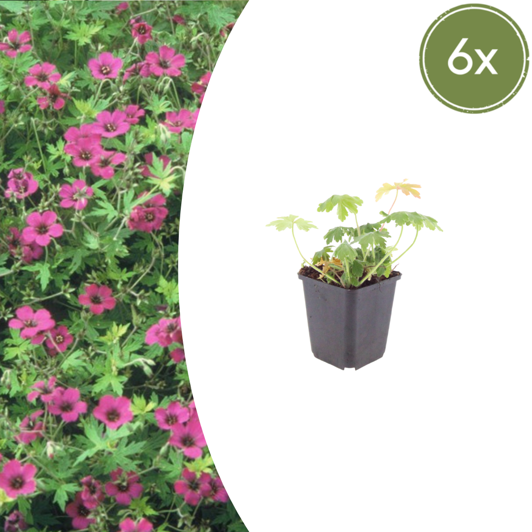 Geranium macrorrhizum 'Bevan's Variety' (Duft-Storchschnabel)