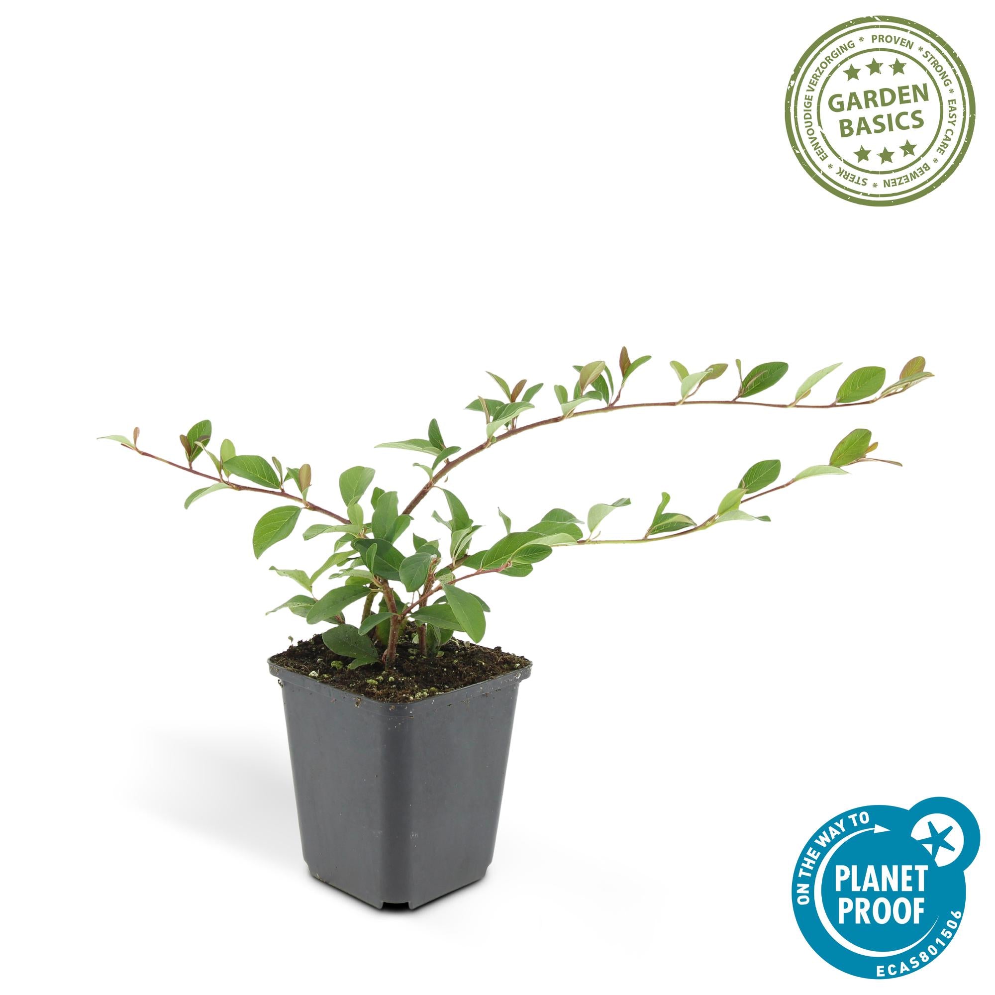 Teppich-Zwergmispel (Cotoneaster dammeri)