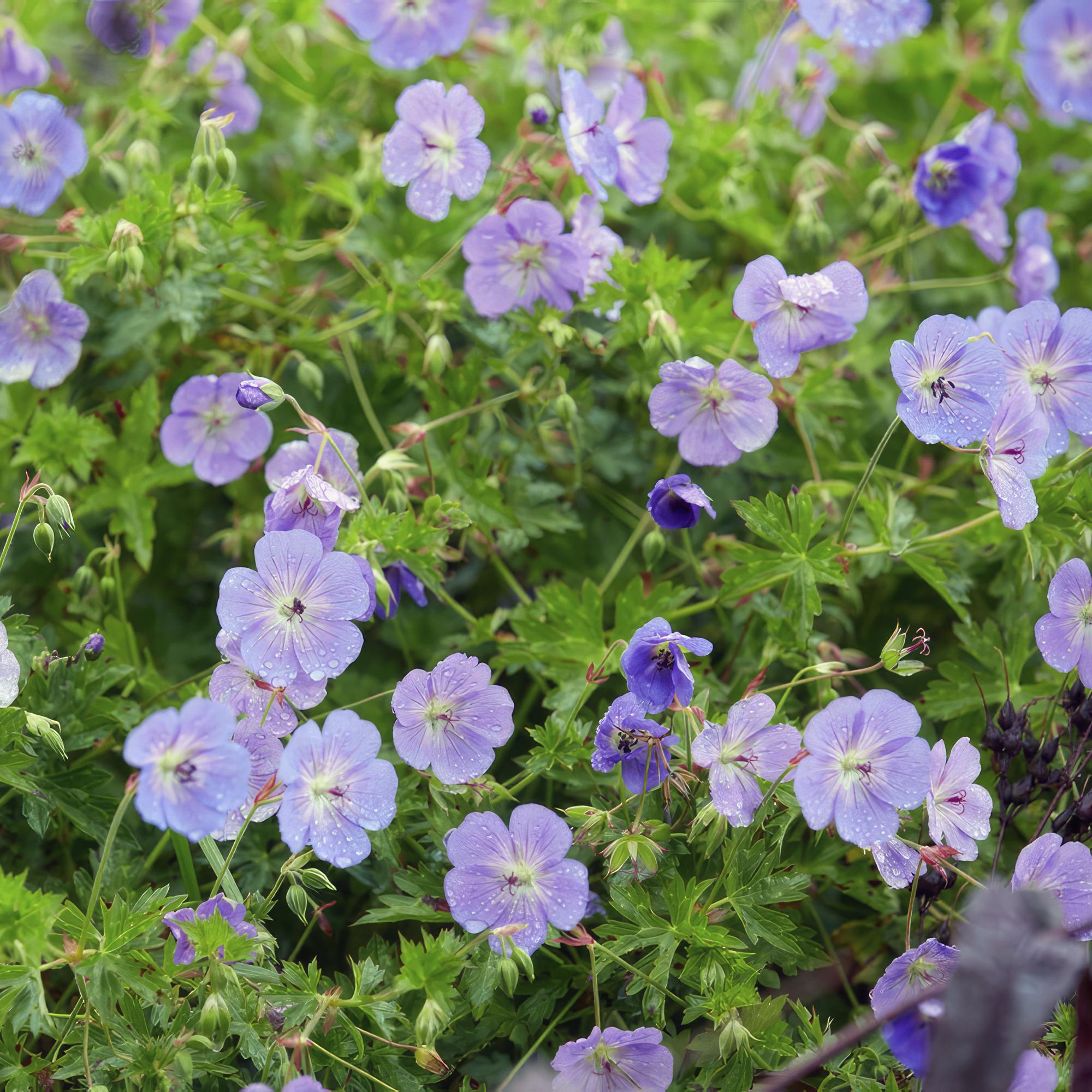 Storchschnabel ‘Rozanne’ (Geranium)