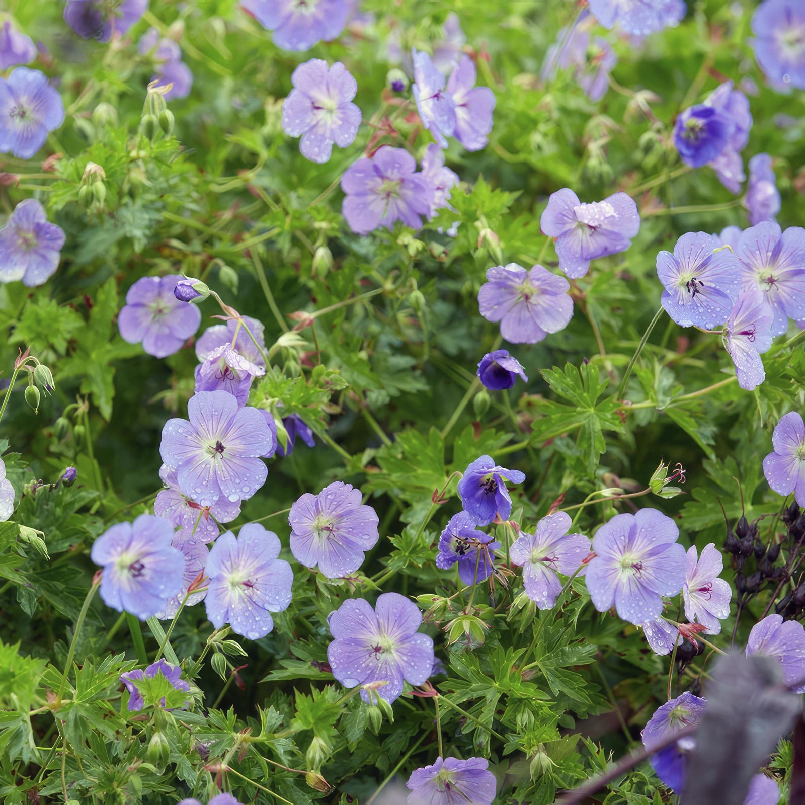 Storchschnabel ‘Rozanne’ (Geranium)