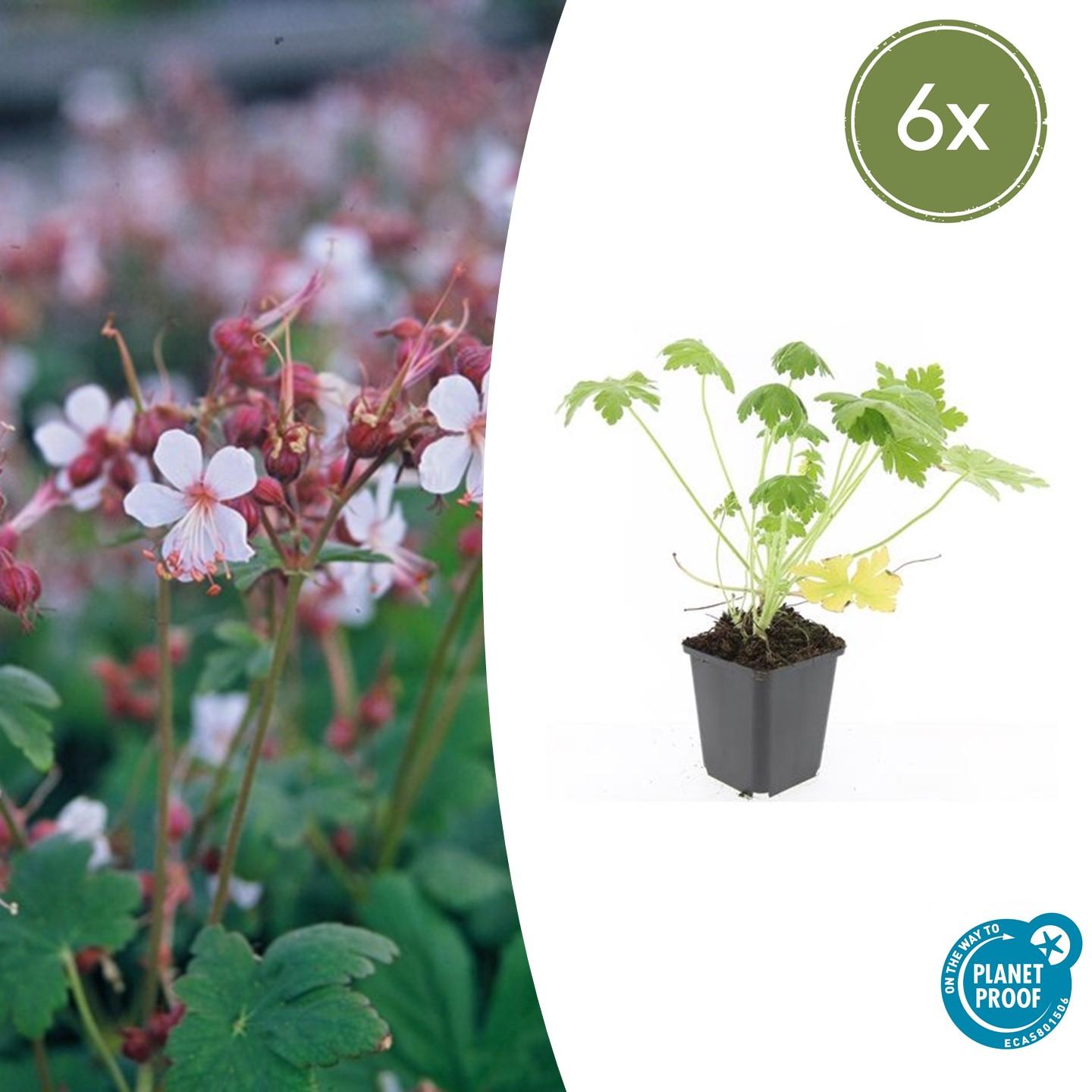 Duft-Storchschnabel ‘Spessart’ (Geranium macrorrhizum)