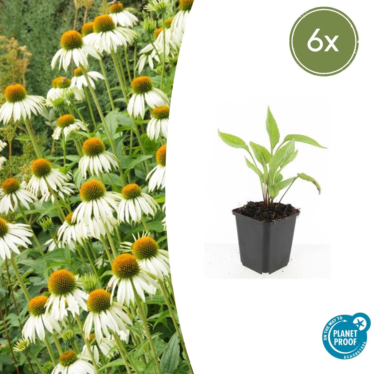 Sonnenhut ‘White Swan’ (Echinacea purpurea)