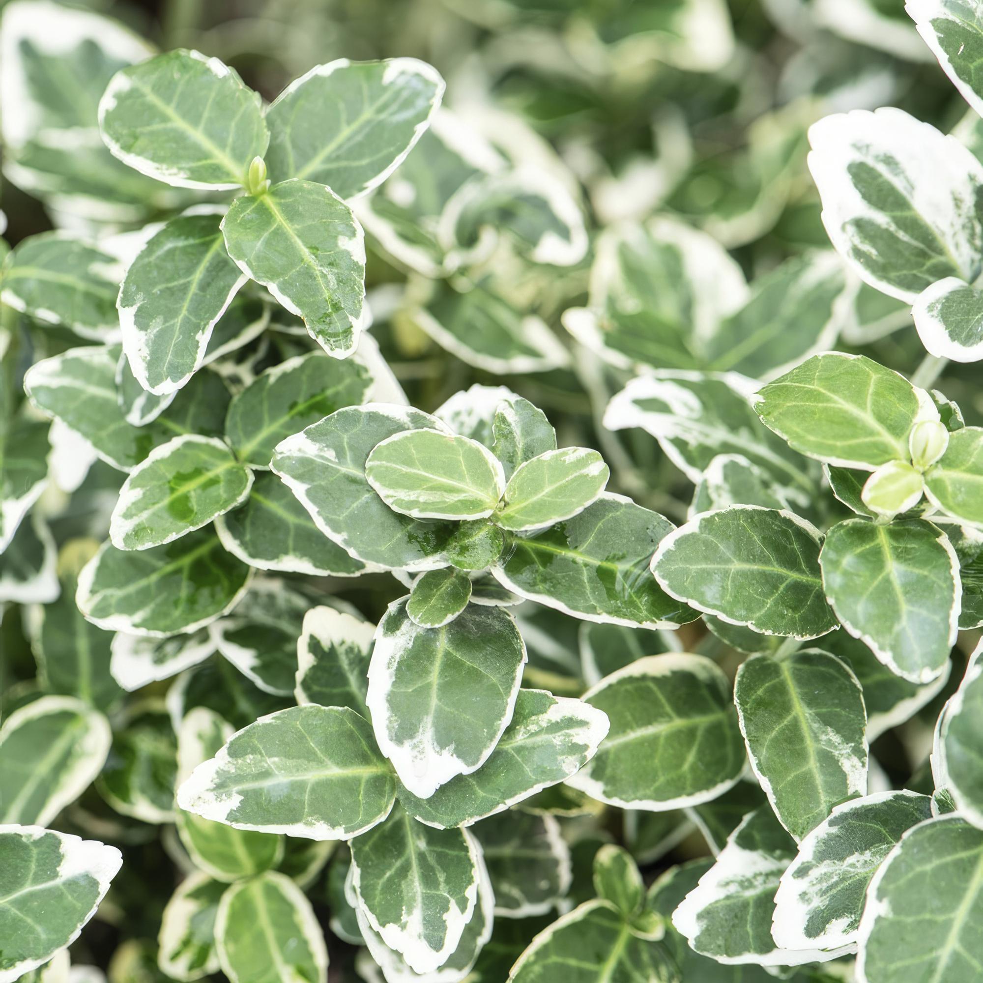 Kriechspindel ‘Emerald Gaiety’ (Euonymus fortunei)