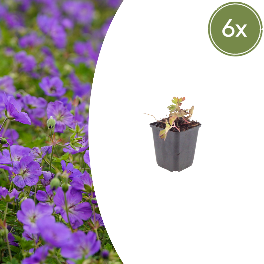 Geranium ‘Azure Rush’ (Storchschnabel)