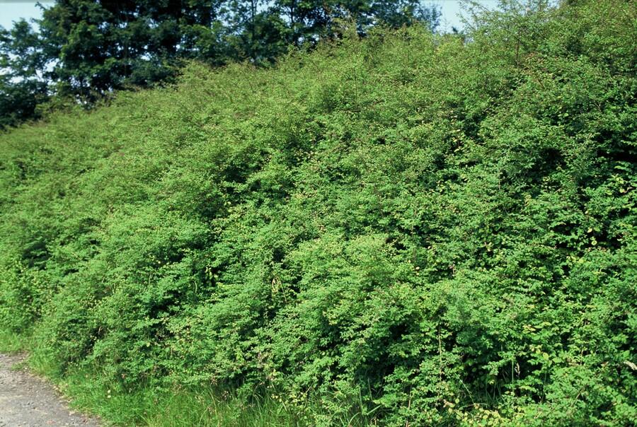 Symphoricarpos chenaultii ‘Hancock’ (Kriechende Schneebeere)