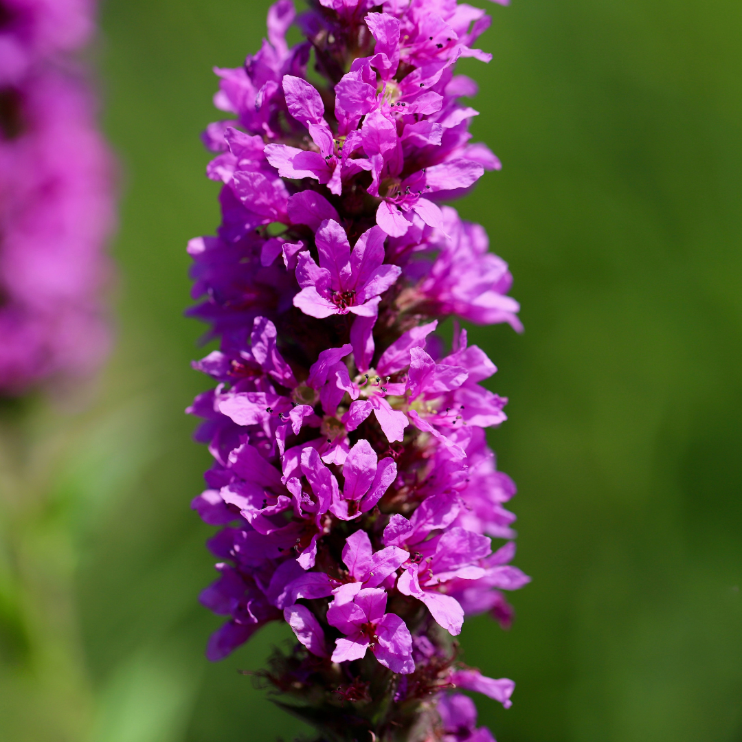 Lythrum salicaria (Blutweiderich)