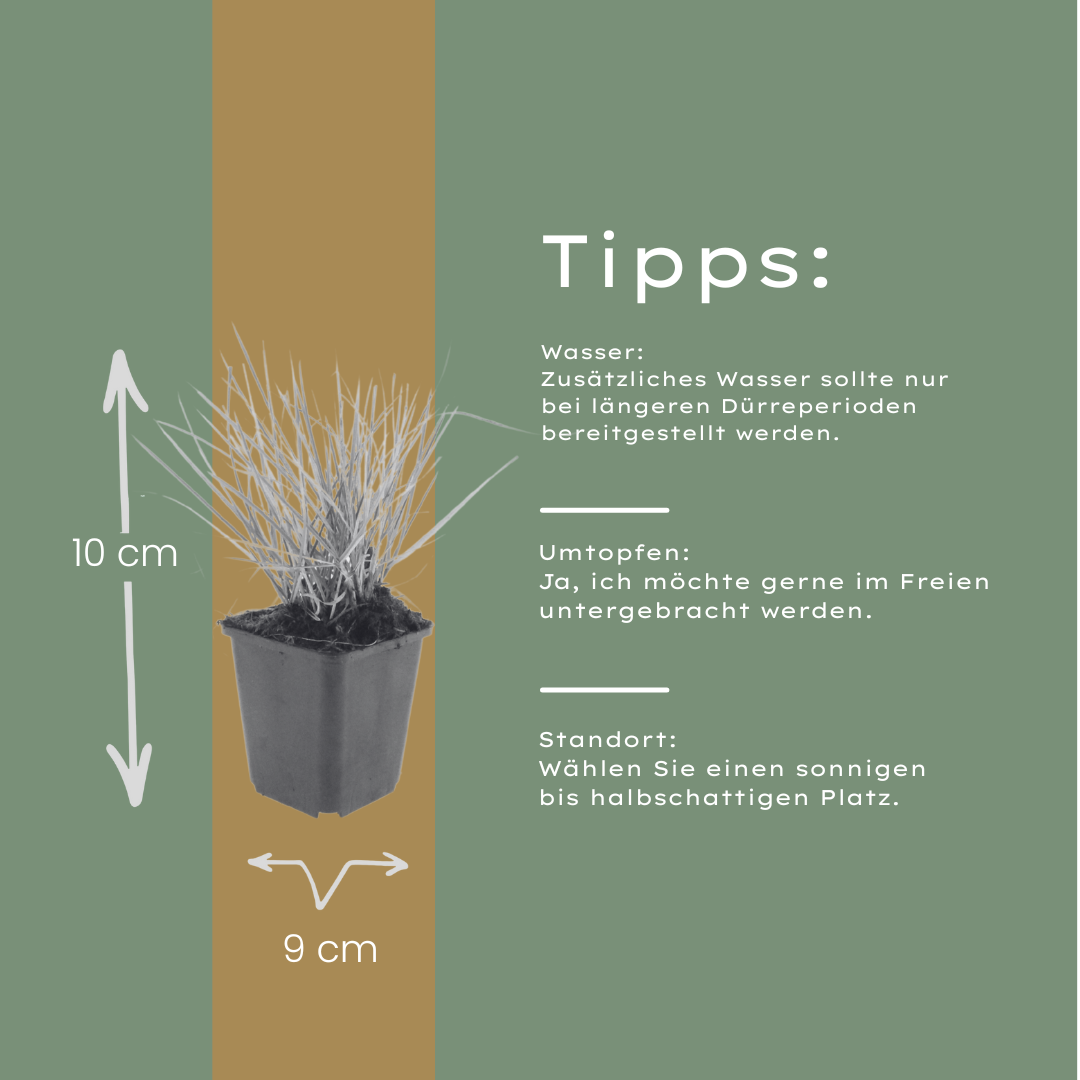 Sesleria autumnalis (Herbst-Kopfgras)
