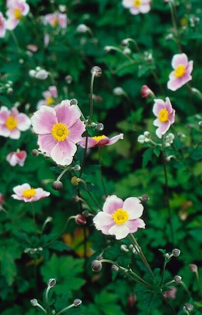 Herbst-Anemone ‘Robustissima’ (Anemone tomentosa)