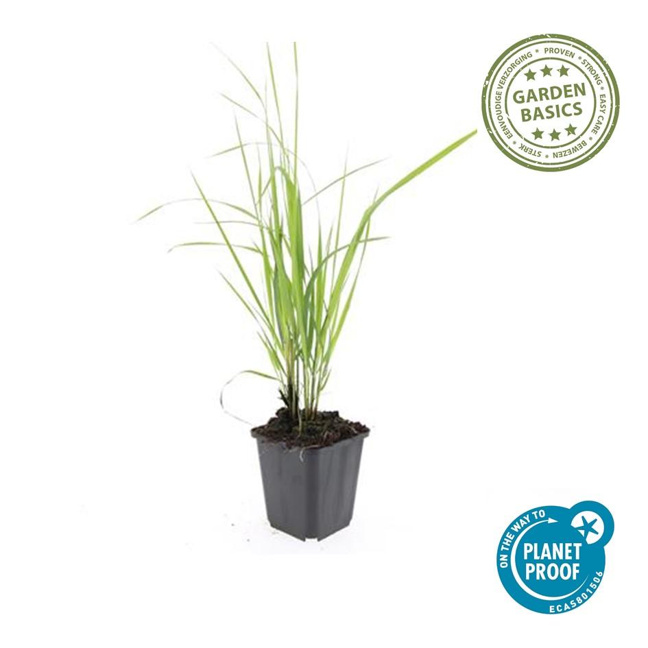 Reitgras ‘Karl Foerster’ (Calamagrostis acutiflora)