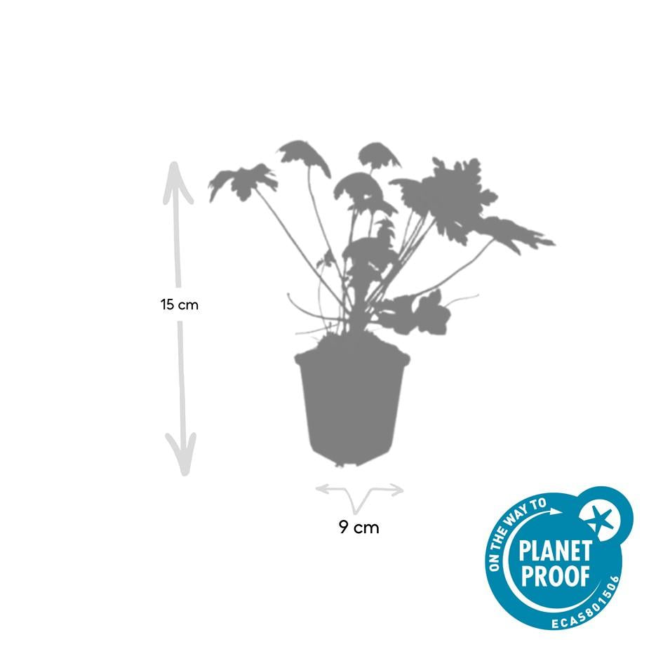 Duft-Storchschnabel ‘Spessart’ (Geranium macrorrhizum)