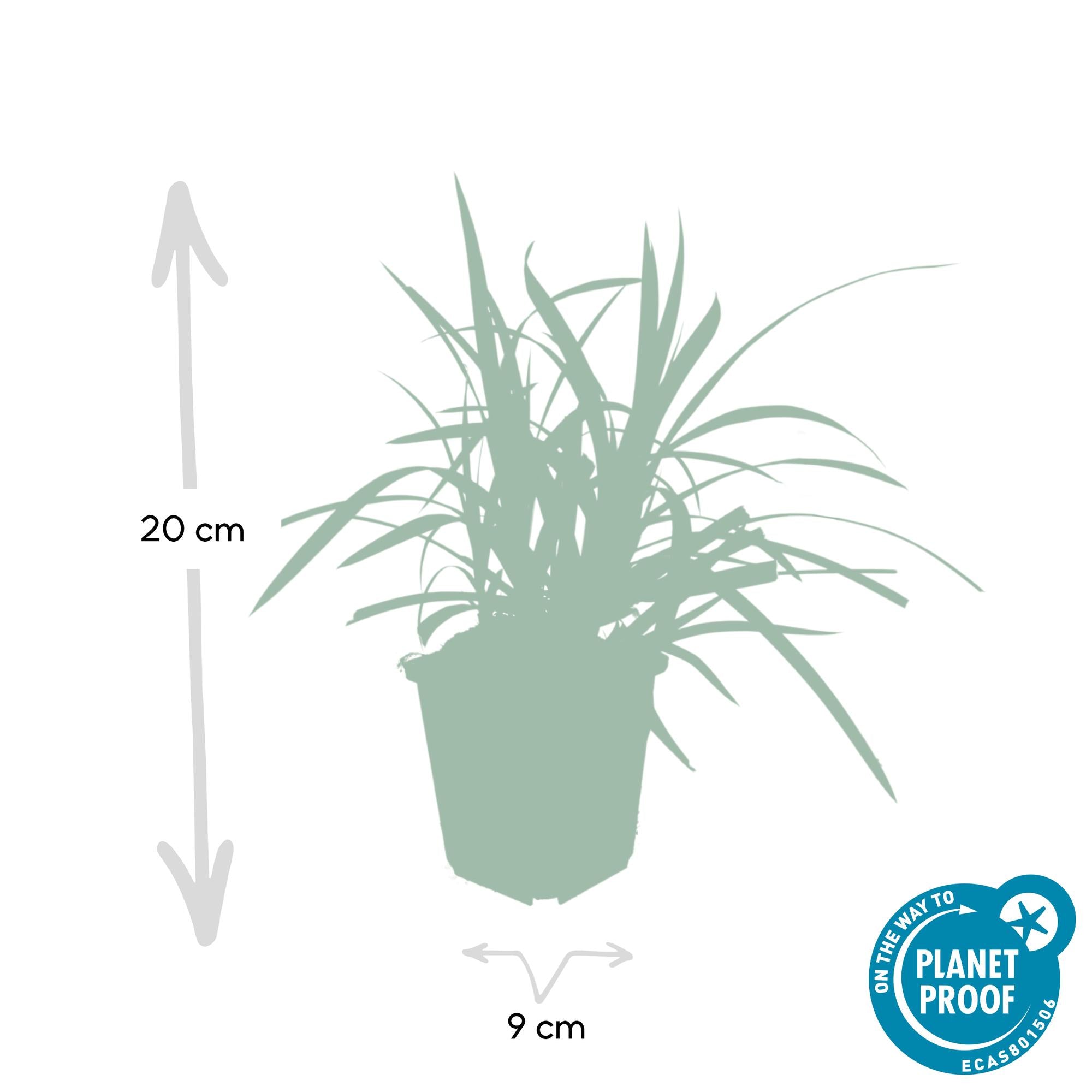 Carex morrowii ‘Irish Green’ (Japan-Segge)