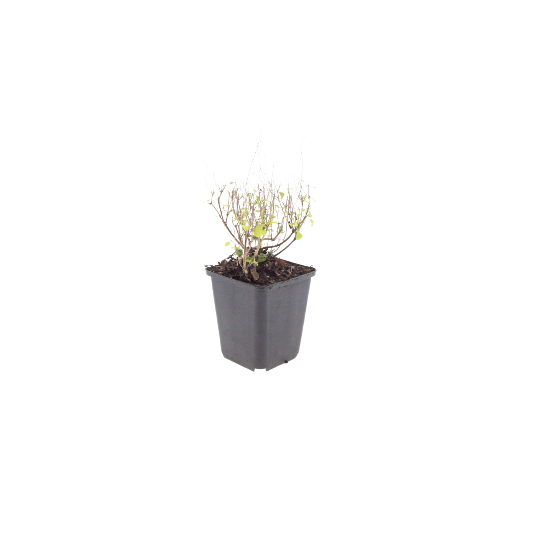 Steinquendel (Calamintha nepeta)